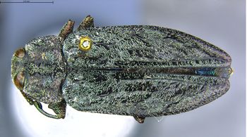 Media type: image;   Entomology 732217 Aspect: habitus dorsal view